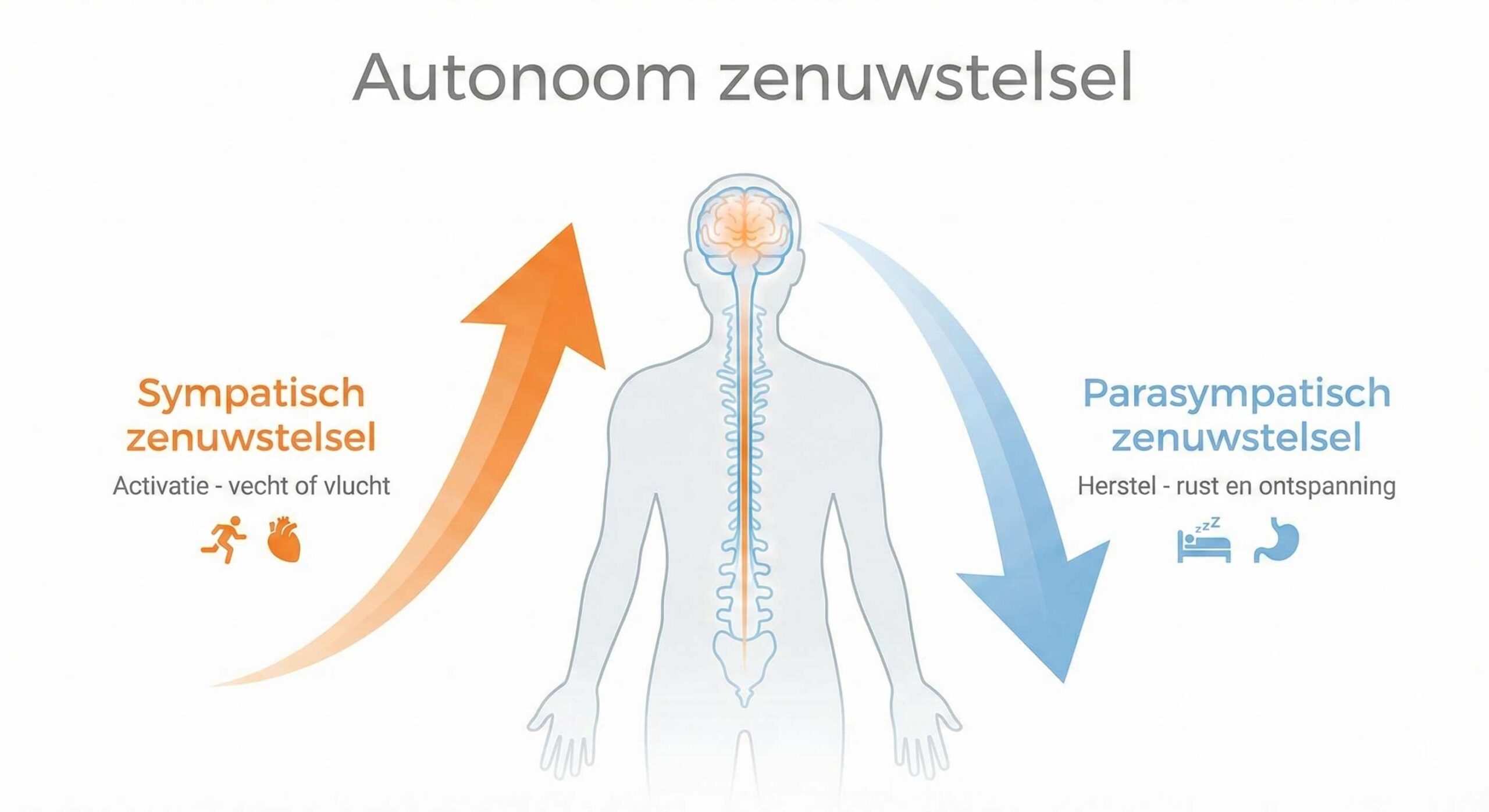 Infographic autonome zenuwstelsel met sympathisch en parasympathisch systeem